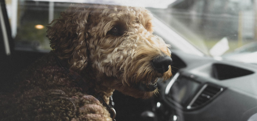 Alle Auto & Hund Produkte im Überblick