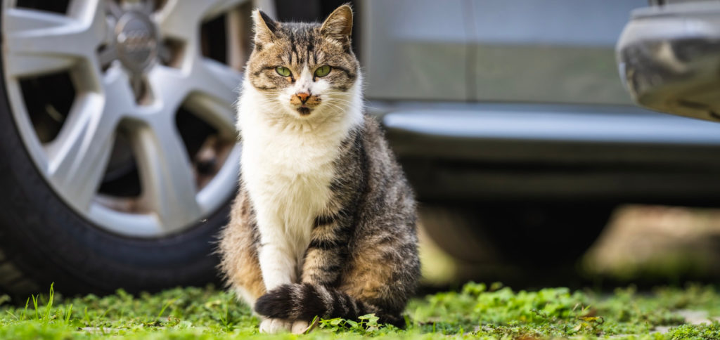 Mit Hund oder Katze im Auto unterwegs. Fahren Sie mit einem Tier in den Urlaub o. ä., dann haben wir ein paar Tipps und Tricks für Sie.